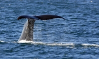 Sperm Whale Fluke -  Source: www.treknature.com