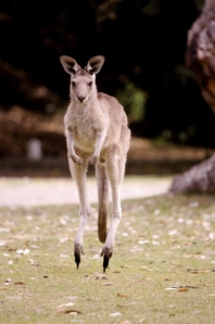 Jumping Roo