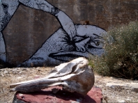 Taghazout Dolphin Skull