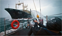 SSCS harrasses whalers