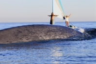 Crew of TransparentSea environmental voyage enjoy a blue whale visitation off the coast of California.