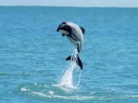 Mauis Dolphin &copy; 2012 - Transcend