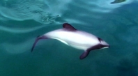 Mauis Dolphin