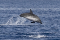 Spotted Dolphin. source: Hilton